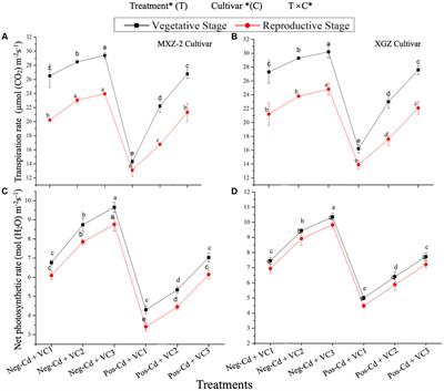 Vermicompost application enhances soil health and plant physiological and antioxidant defense to conferring heavy metals tolerance in fragrant rice